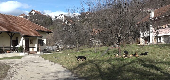 IL-Trovanje-pasa-u-Kljucu Novi slučajevi trovanja pasa u Ivanjici: Meštani naselja Ključ tvrde da je otrov bacan ispred kuća (VIDEO)