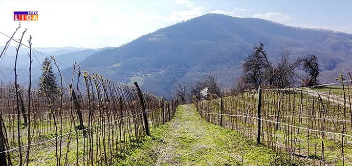 IL-malinjak Malinari strahuju od novog udara vremena: posle pupoljaka stiže mraz i sneg (VIDEO)