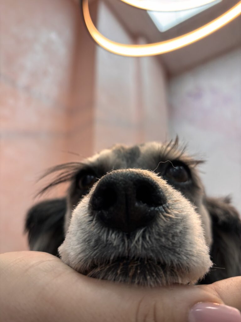 image00001-768x1024 DoGroom – prvi profesionalni grooming salon u Ivanjici