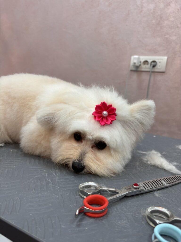 image00003-768x1024 DoGroom – prvi profesionalni grooming salon u Ivanjici