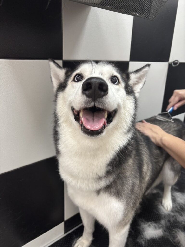 image00008-768x1024 DoGroom – prvi profesionalni grooming salon u Ivanjici