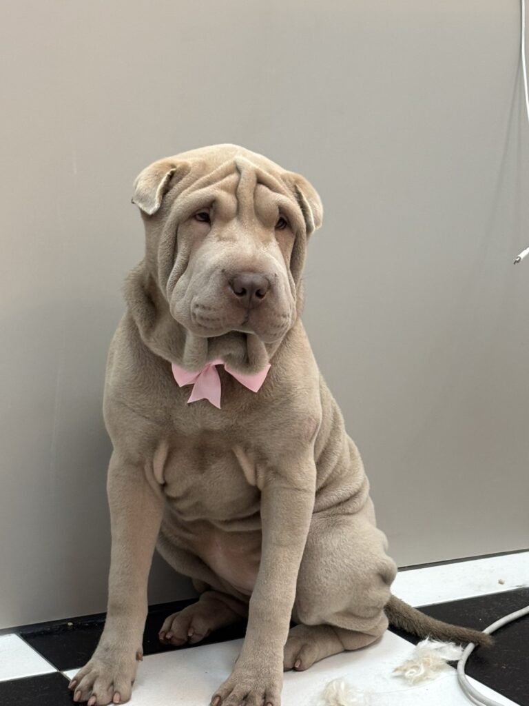 image00010-768x1024 DoGroom – prvi profesionalni grooming salon u Ivanjici